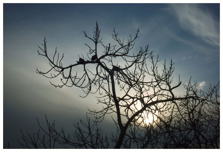 photo "The Birds At The Sunrise" tags: landscape, sunset, winter