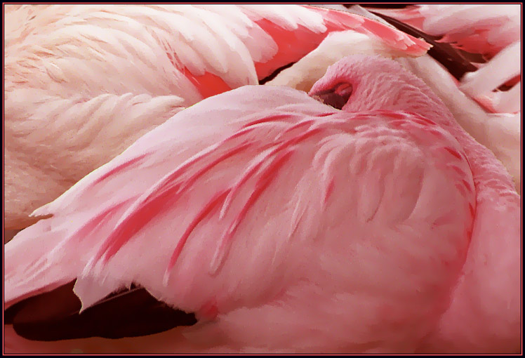 photo "Pink dreams" tags: nature, wild animals