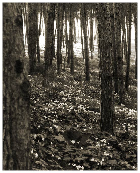 photo "The infinity of the Nature" tags: landscape, forest, winter