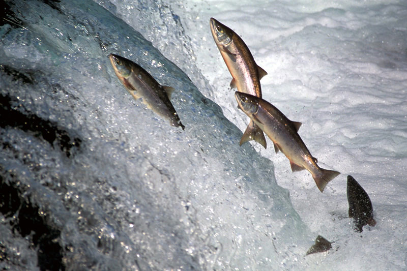 photo "Salmon Run" tags: misc., 