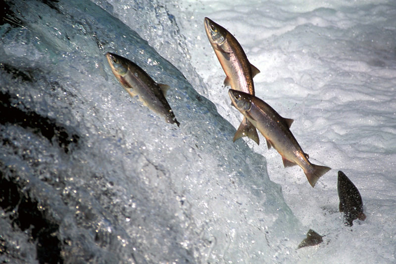 фото "Salmon Run" метки: разное, 