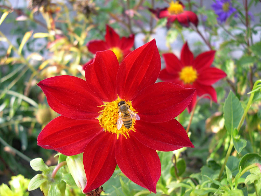 фото "Красный цветок" метки: природа, насекомое
