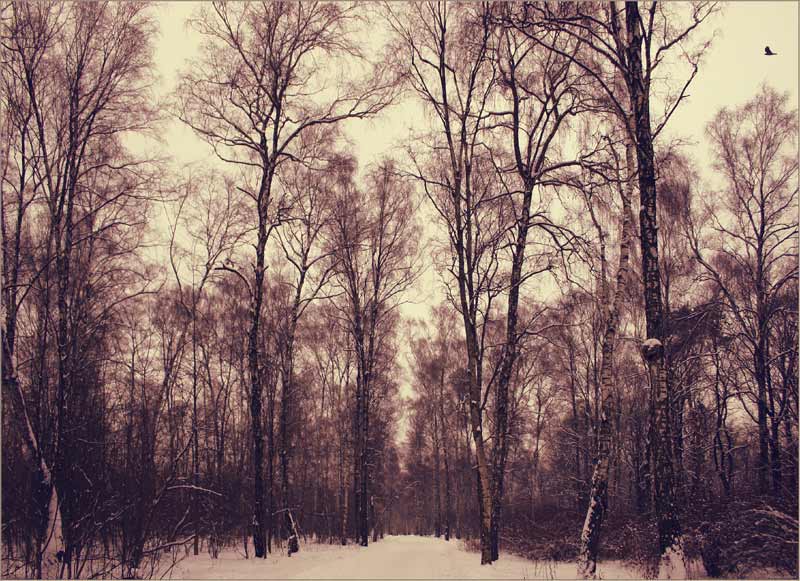 photo "Silence" tags: landscape, forest, winter