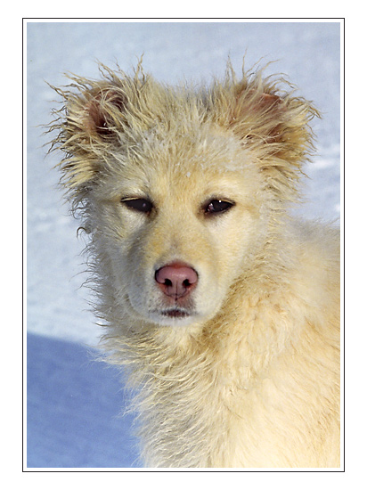 photo "White" tags: nature, portrait, pets/farm animals