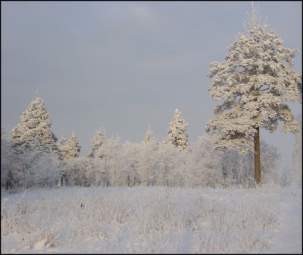 фото "Морозный зимний лес..." метки: пейзаж, зима, лес
