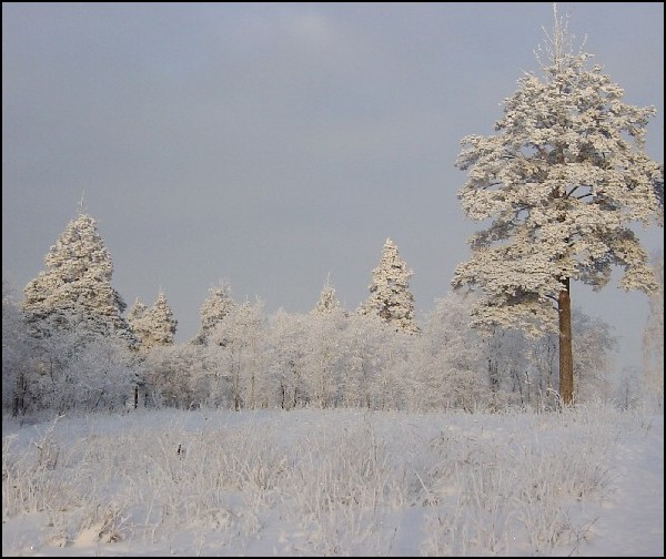 photo "Frosty winter wood..." tags: landscape, forest, winter