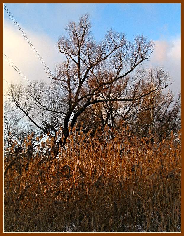 photo "Winter gold of grasses whispers quietly about a su" tags: genre, landscape, winter