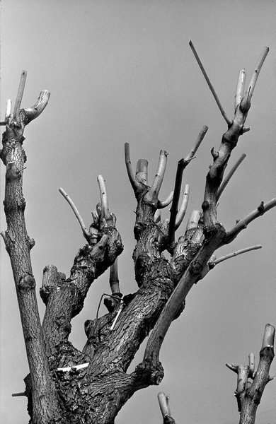 photo "Hands #2" tags: nature, black&white, 