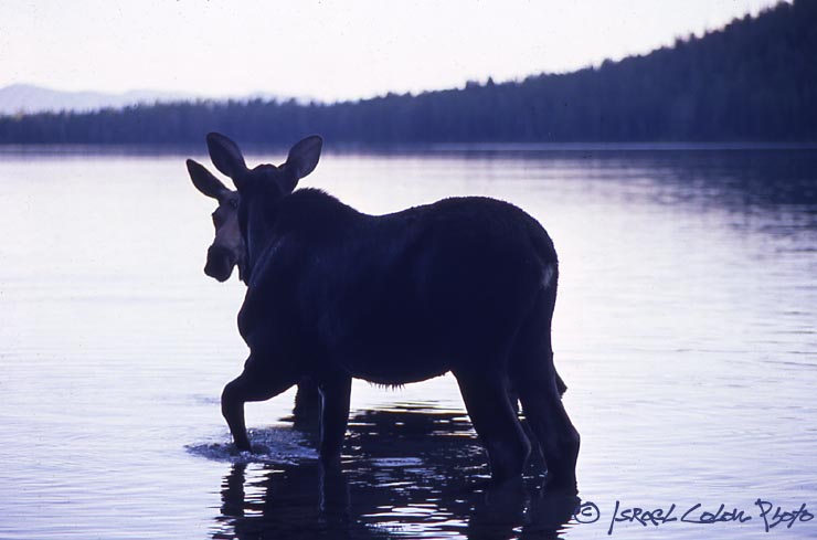 photo "Moose in Grand Tetons....." tags: nature, wild animals