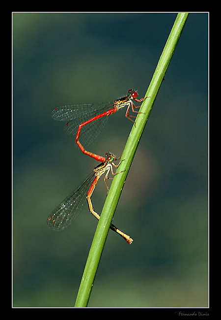photo "Duplicity" tags: nature, insect