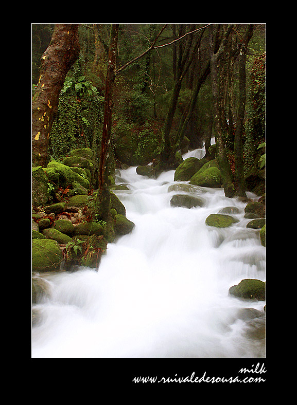 photo "milk" tags: misc., 