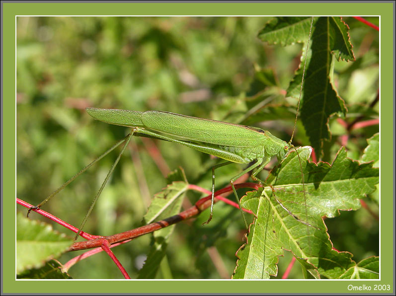 photo "Grasshopper (Phaneroptera falcata)" tags: macro and close-up, 