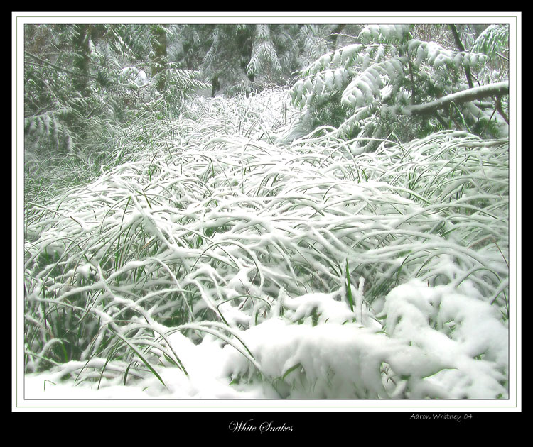 photo "White Snakes" tags: landscape, forest, winter