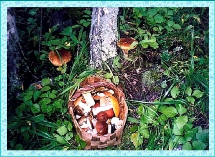 фото "Белые грибы" метки: природа, натюрморт, цветы