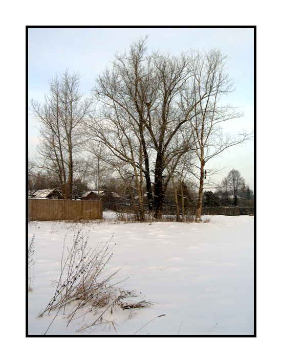 photo "Winter" tags: landscape, forest, winter