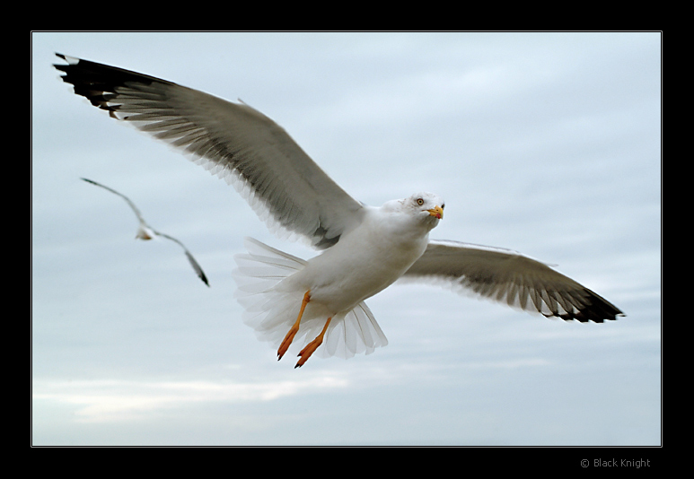 photo "Crossed Flight" tags: nature, 