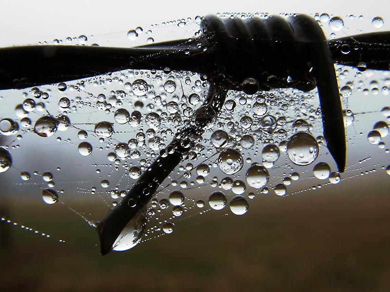 photo "Dew-drops" tags: macro and close-up, nature, 