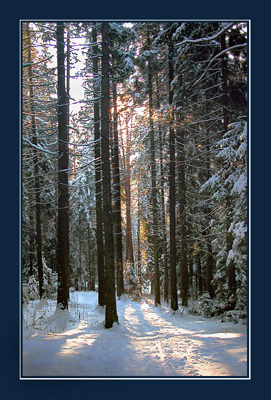 photo "The January sun" tags: landscape, forest, winter