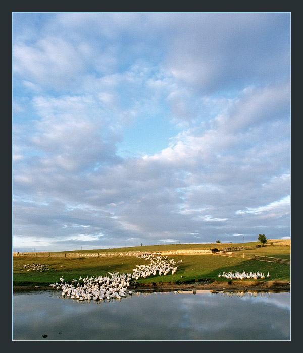 photo "Warmia" tags: landscape, nature, pets/farm animals, summer