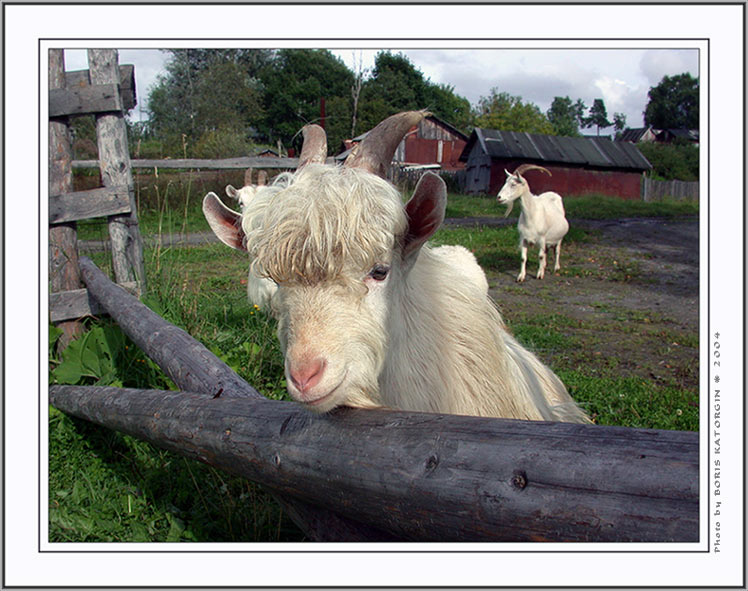 photo "Inquisitive" tags: nature, portrait, pets/farm animals