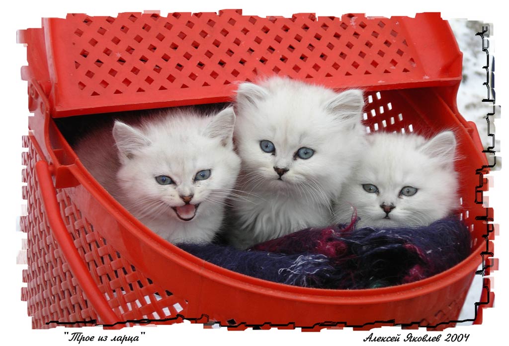 photo "Three from small box or case" tags: nature, pets/farm animals