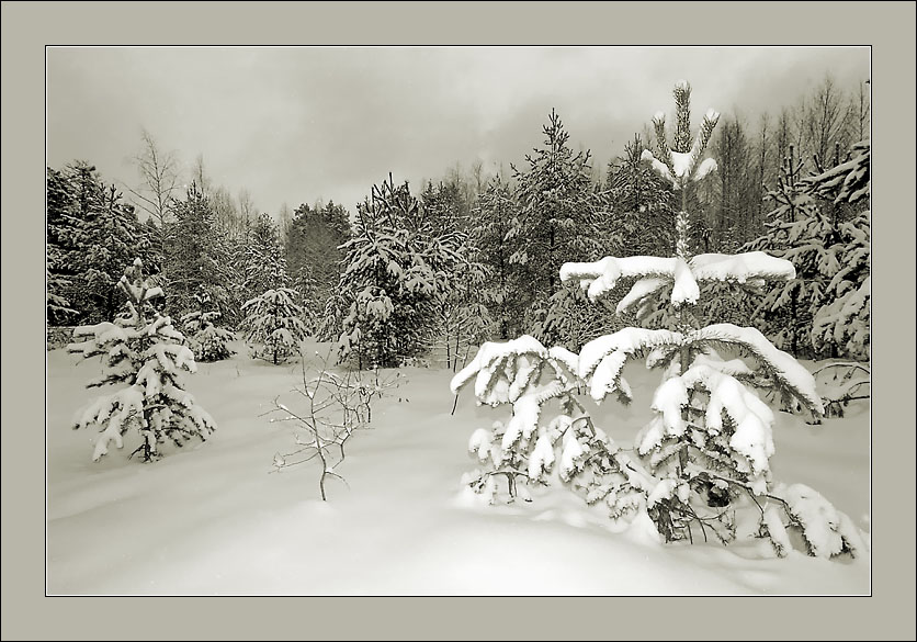 photo "Evening etude" tags: landscape, forest, winter