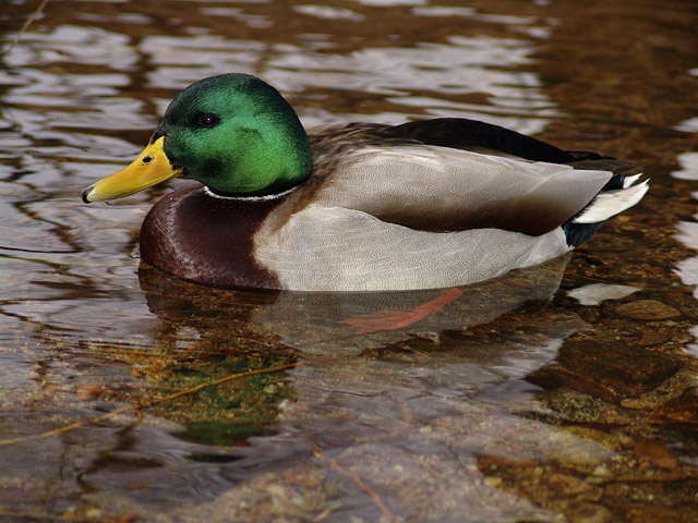 photo "Mr Mallard, The Quiet Duck" tags: nature, wild animals