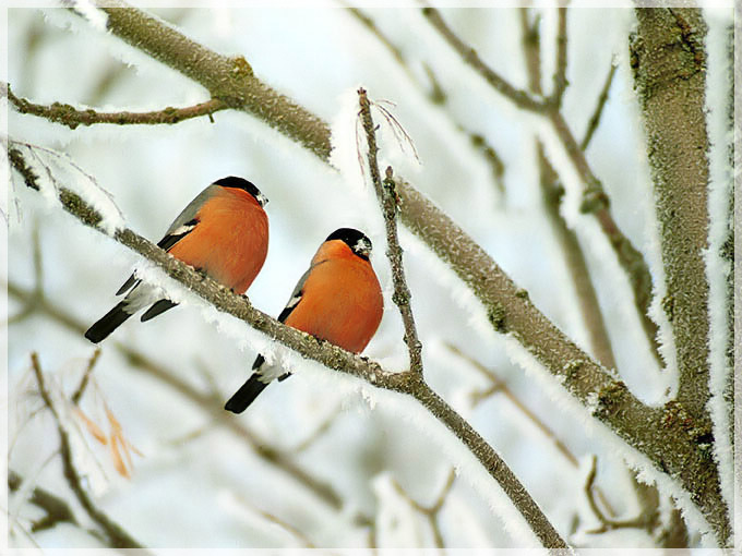 photo "Sparks" tags: landscape, nature, wild animals, winter