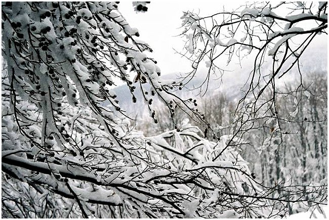 фото "whiter shade of..." метки: пейзаж, зима