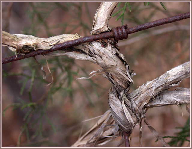 photo "Twists" tags: macro and close-up, nature, 