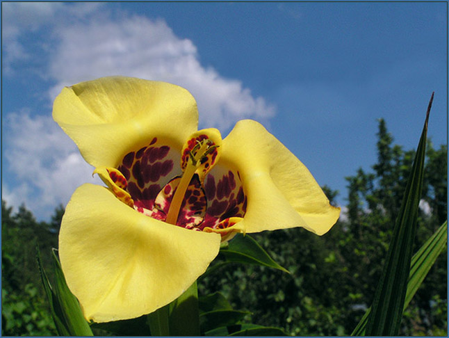 фото "Тигридия" метки: макро и крупный план, природа, цветы