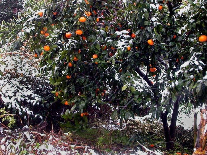 photo "Winter Oranges" tags: nature, landscape, flowers, winter