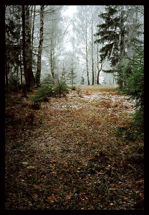 фото "Из осени в зиму" метки: пейзаж, лес, осень