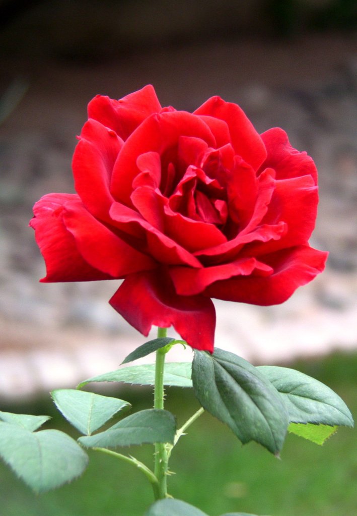 photo "Ruby Red Solitare" tags: nature, flowers