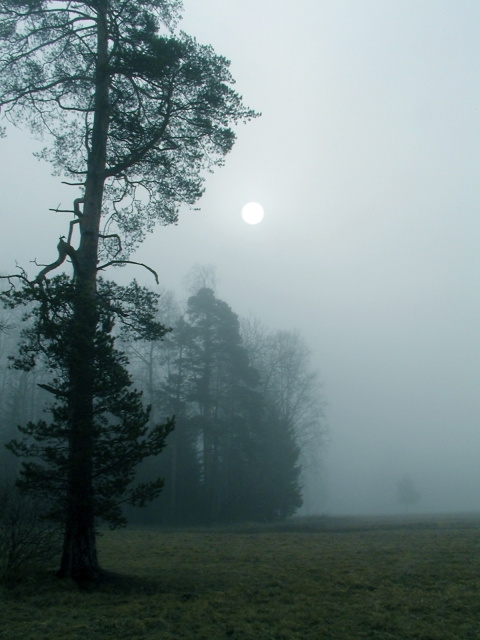 фото "Утро туманное..." метки: пейзаж, весна, лес