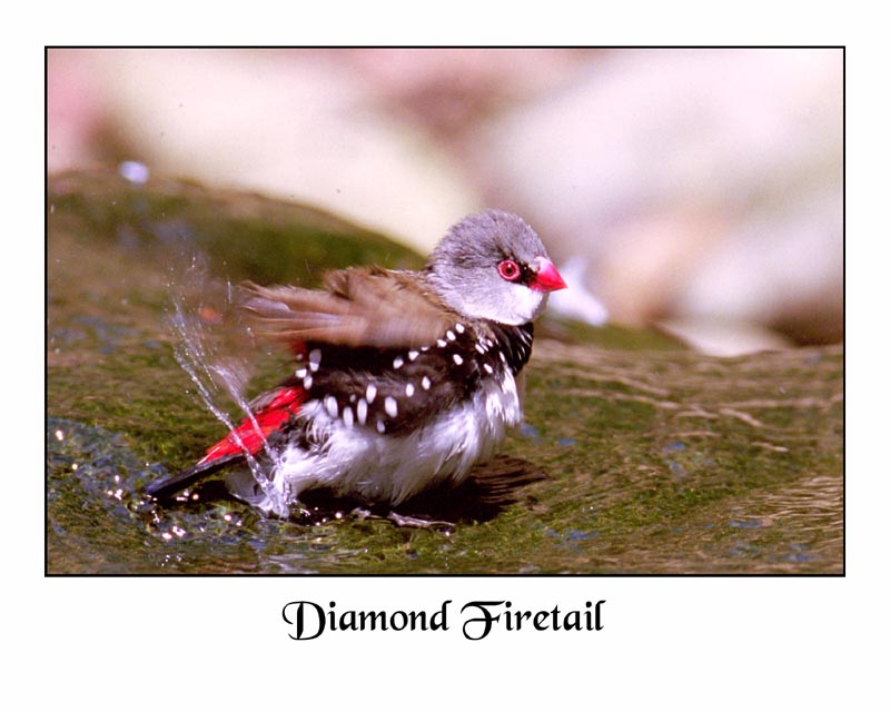 photo "Diamond Firetail" tags: nature, travel, Australia, wild animals