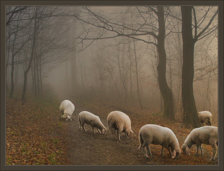 photo "Ghost Sheep" tags: nature, montage, pets/farm animals