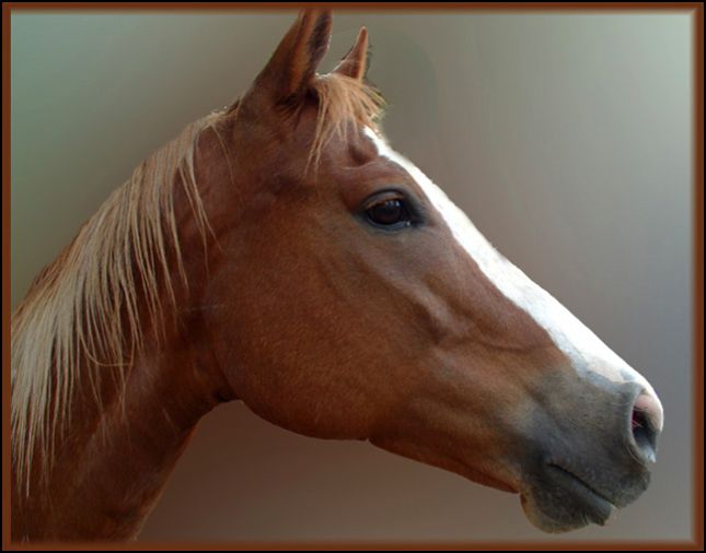 photo "Regal Beauty" tags: nature, portrait, pets/farm animals