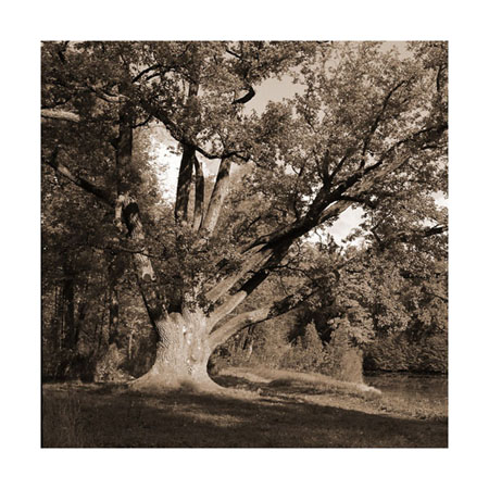 photo "The Old Oak (#2)" tags: landscape, autumn, forest