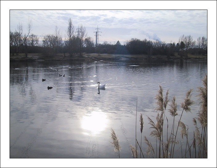 photo "Swan Lake In Winter" tags: landscape, water, winter