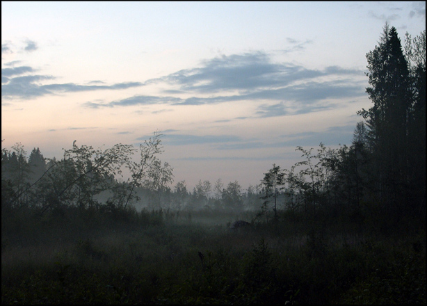 photo "In Mist Shrouded" tags: landscape, forest, summer