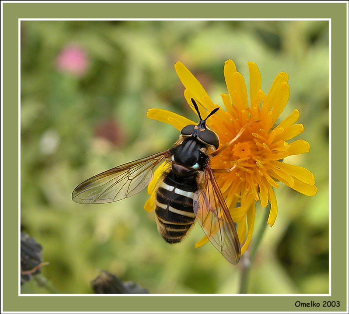 photo "Imitating bees" tags: macro and close-up, nature, insect