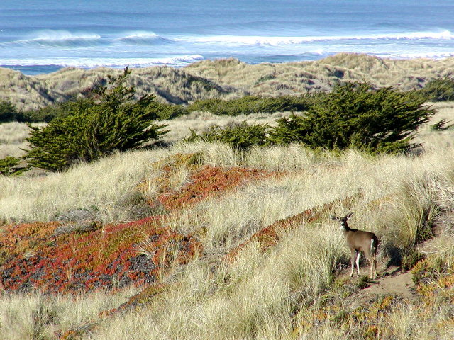 photo "West Coast Winter" tags: nature, wild animals