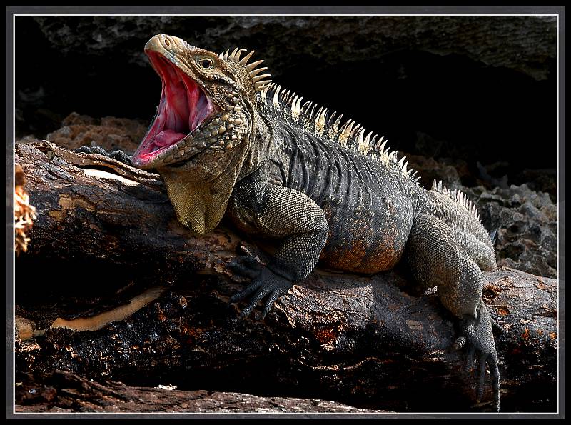 фото "На диком острове Lizard`s" метки: природа, дикие животные