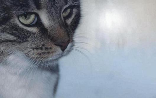 photo "Winter Cat" tags: nature, pets/farm animals