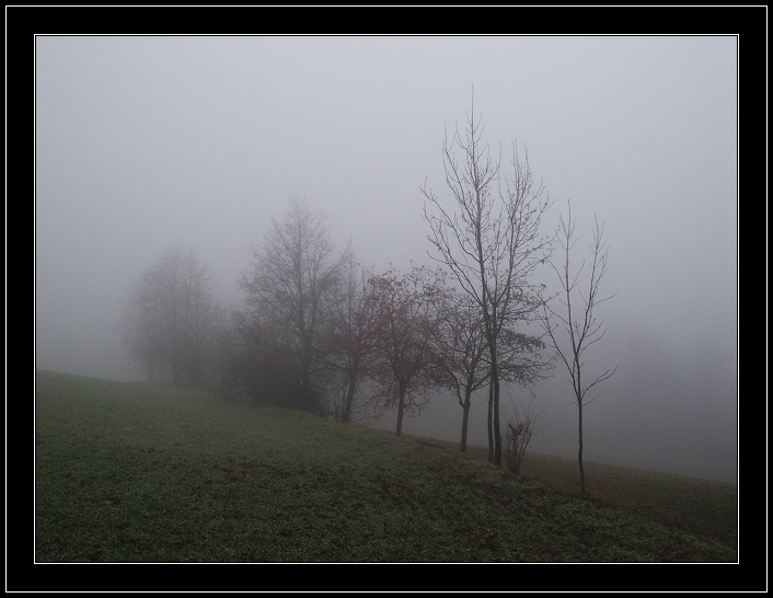 photo "The Fog" tags: landscape, forest, winter