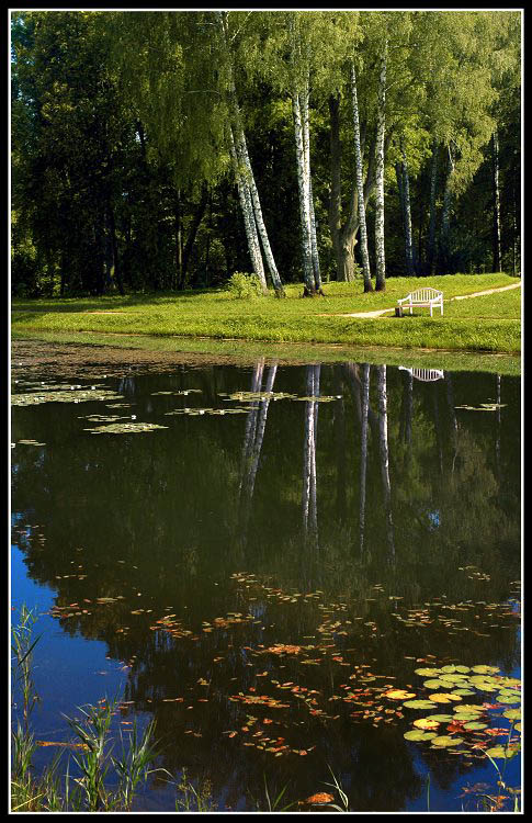 фото "Русские березки в одиночестве..." метки: пейзаж, вода, лето