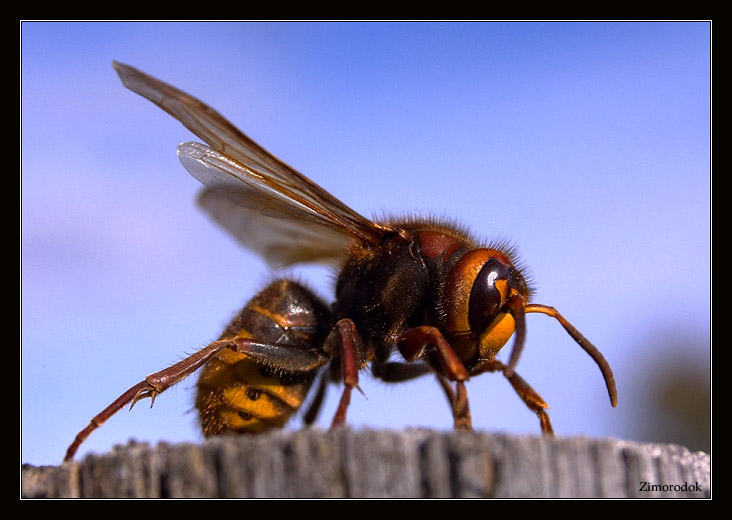 photo "Bornet" tags: macro and close-up, 