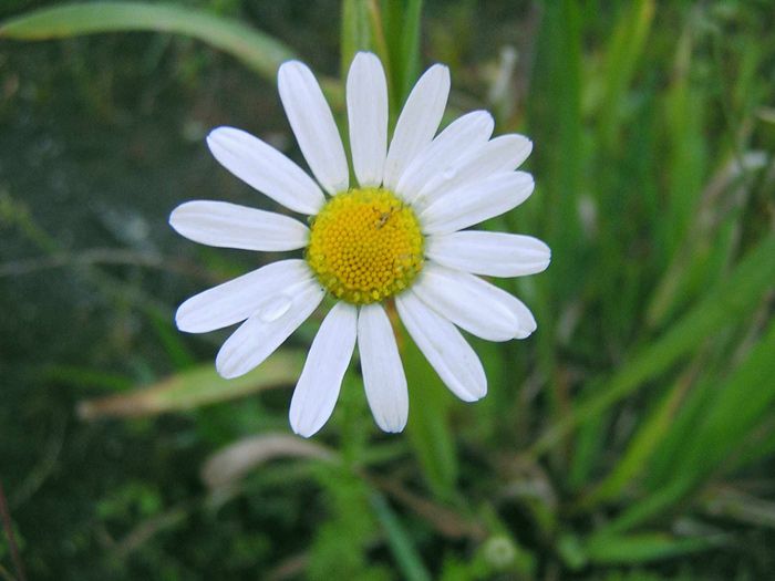 photo "camomile" tags: nature, flowers