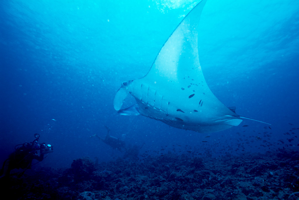 photo "Manta" tags: underwater, 